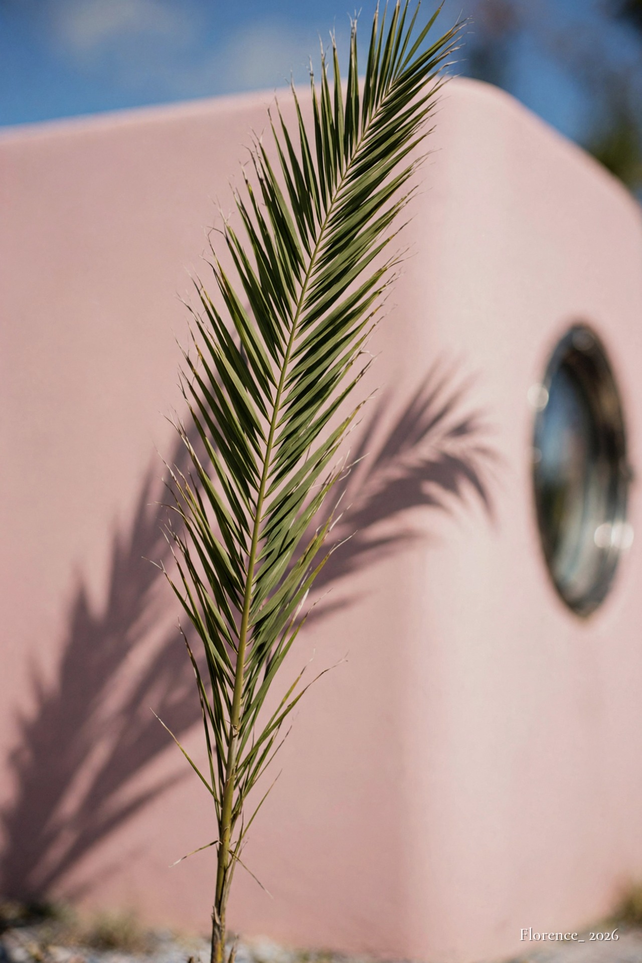 A single palm frond, sharp and green, rises through the center of a vertical frame. Behind it, out of focus, is a smooth pink wall with rounded corners and a porthole window, marked by soft palm shadows, under a blue sky.